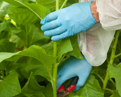 Plant-Based Animal Alternative Solutions